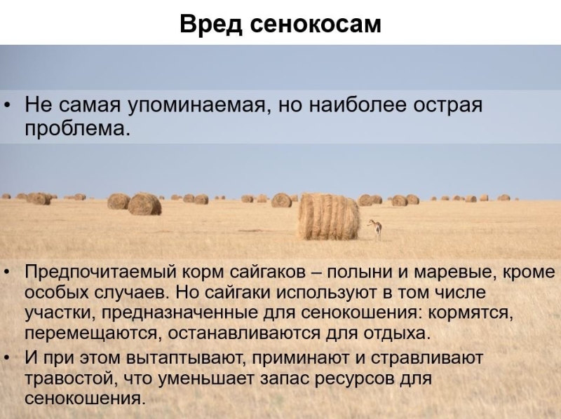 Как сайгаки в Казахстане из сакрального символа степи превратились в подлежащих отстрелу вредителей