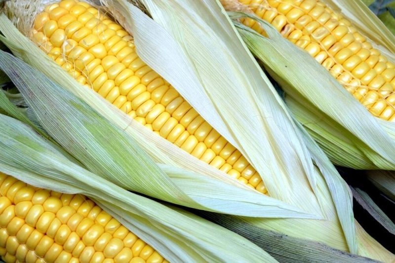 Более 20 видов продукции из кукурузы будут выпускать в Туркестанской области
