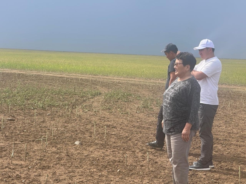 Катастрофа для фермеров: 12 тысяч гектаров полей вытоптали сайгаки в Актюбинской области