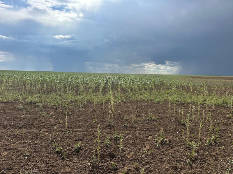 Катастрофа для фермеров: 12 тысяч гектаров полей вытоптали сайгаки в Актюбинской области