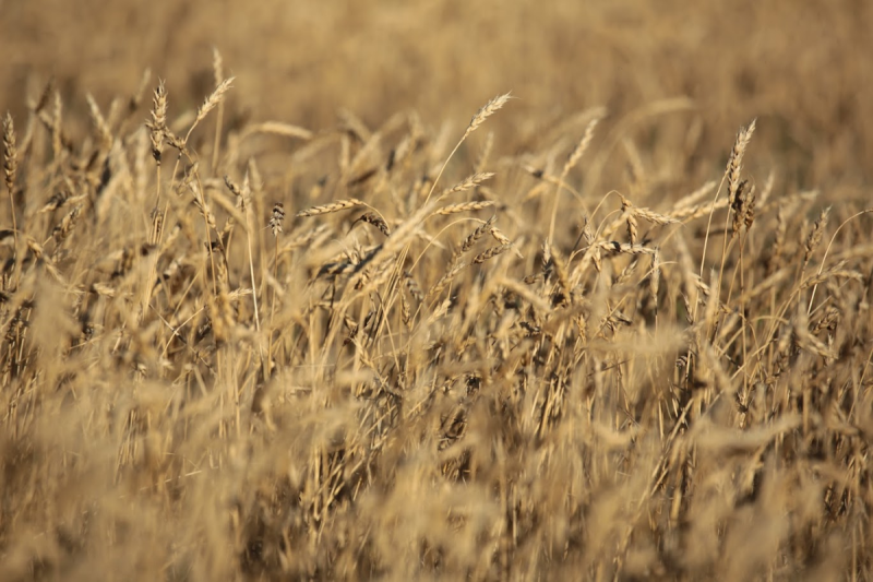 Пилотный проект по токенизации зерна запустят в Казахстане