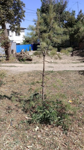 Жители Кайнара против чиновников: как Orda.kz раскрыла незаконные вырубки и земельные махинации