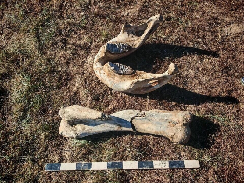 Кости мамонта обнаружили в Акмолинской области
  