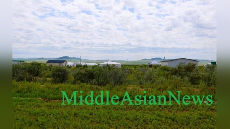 Монголия посадила 114.6 млн деревьев с 2021 года для борьбы с опустыниванием