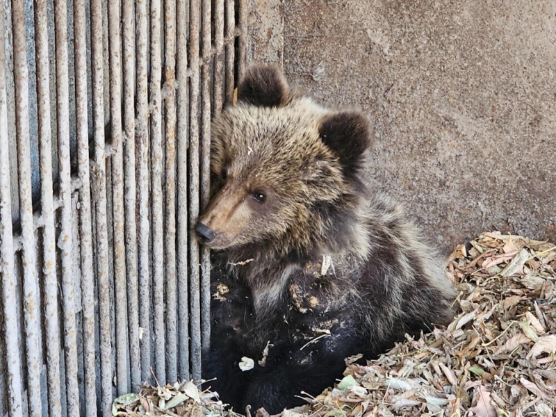 Потерявшего маму медвежонка отправили в зоопарк Усть-Каменогорска