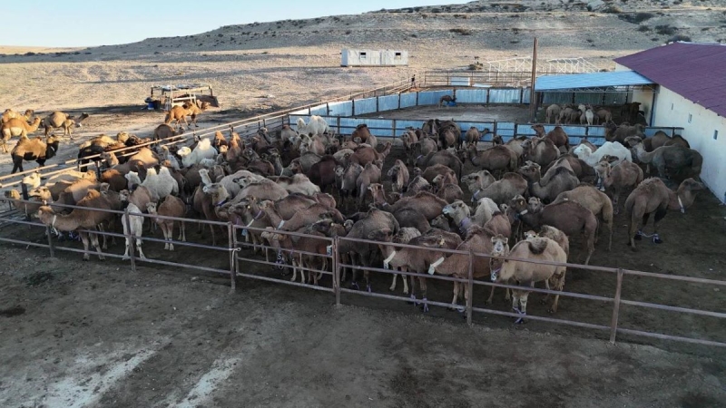 Цех по производству верблюжьего молока открылся в Мангистауской области