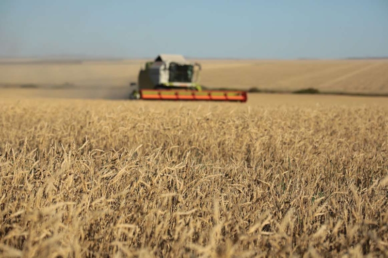 Рекордный урожай зерновых и других сельхозкультур собрали в Казахстане