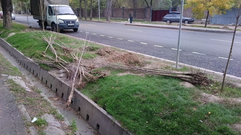 В Алматы годами губят саженцы тополей, а власти говорят, что всё хорошо