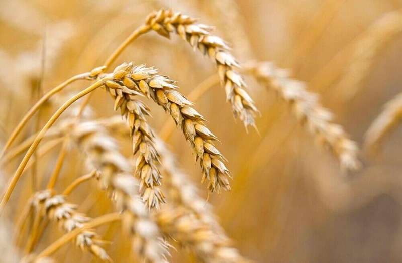Казахстан экспортировал в Алжир 390 тысяч тонн пшеницы