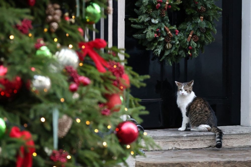 От крысолова до любимца Британии. Чем известен кот Ларри с Даунинг-стрит