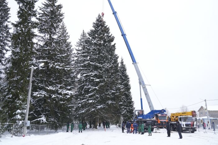 Кремлевская елка оживает: семена в лес, ствол &mdash; на сувениры &raquo; Новости Центральной Азии